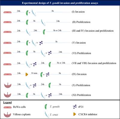 Trypanosoma cruzi P21 recombinant protein modulates Toxoplasma gondii infection in different experimental models of the human maternal–fetal interface